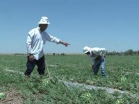 Егін бітік шықты