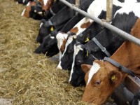 Ордабасыда 317 мал бордақылау алаңы салынды