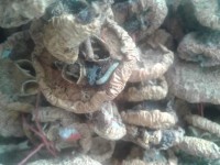 Кентауда мектеп оқушыларына құрттаған компот беріп келген