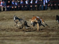 Түлкібаста салбурын саятшылар мерекесі өтті