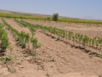 Ілияс Құрамысов: 15 жарым мың гектарға көшеттер отырғызылды