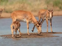 3 мың киік атылған