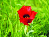 Қызғалдақ – ғашықтықтың символы!