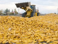 Түркістанда да жүгері өңделеді