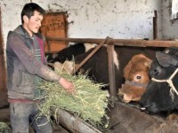 Екі сиыры екі еселенді