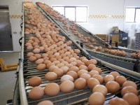 250 тыс. штук яиц в день производят на фабрике