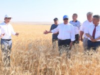 252,5 мың тонна астық жиналды