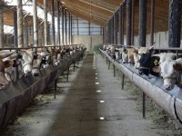 Ордабасыда 36 мал бордақылау алаңы іске қосылды