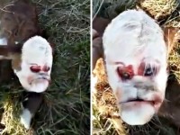 Адамға ұқсайтын бұзаудың видеосы желідегілерді таңғалдырды