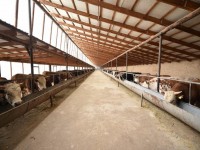 Бәйдібекте мал бордақылау алаңдары ашылды