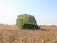 Мақта  комбайнмен теріледі