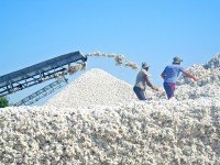 27 центнерден «ақ алтын» жиналады