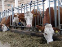 Мал тұқымын асылдандыруда нәтижелі жұмыстар бар