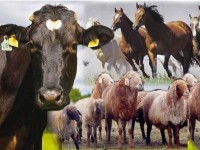 Шаруалар Ресейден асыл тұқымды мал әкеліп жатыр