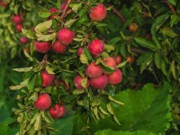 «Жасыл белдеуде» кәсіпкерлік жобалар жүзеге асады