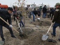 Атырауда 4 мың көшет отырғызылды