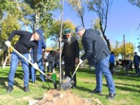 Түркістанда 1,3 миллионнан астам көшет отырғызылуда