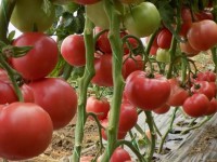 Көкөніс шаруашылығына айрықша көңіл бөлінуде