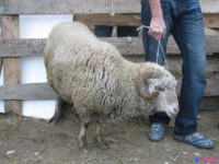 60 қойын сатып, 2 млн теңге шығынға батырды