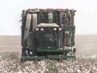 Мақта мақтантып тұр