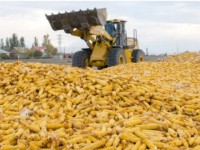 Иранға жүгері эскпорттауда