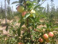 Алма бауы жайқалып тұр