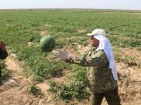 Жетісайдың өнімдері Еуропа асып жатыр