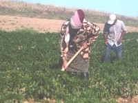 Жер игеріп, пайдаға кенелмек