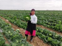 Түркістан облысының шаруалары 255 мың тонна қырыққабат экспорттайды