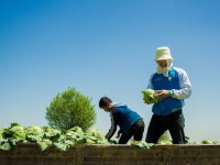 Бір алқаптан жылына 2-3 өнім алатын шаруалар алғашқы көкөністерін жинауға кірісті