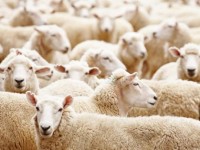 Иесінің көзінше қойын ұрлағандар блокпостта ұсталды
