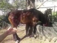 Полицейлер жоғалған ауыл тұрғынының жылқыларын тауып берді