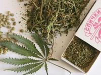 Испектор марихуана жасырған тұрғынды анықтап, ұстауға көмектесті