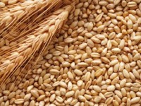 Шымкенттің бидайы сұранысқа ие