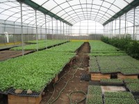 В третьем мегаполисе увеличивают площади тепличных хозяйств