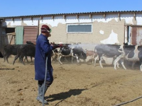 В Шымкенте проводятся противоклещевые мероприятия