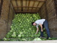 В Шымкенте за один день роздано 63 тонны капусты