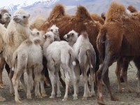 Түйе ұрлаған күдіктіні кентаулық полицейлер ұстады