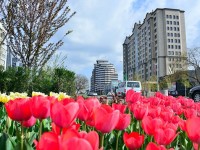 Шымкент: Абаттандыру жұмыстары жүруде