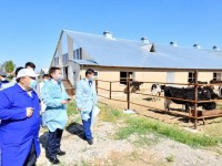 Қала әкімі ірі ауыл шаруашылығы нысандарын аралады