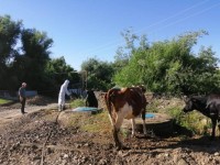 Кенеге қарсы залалсыздандыру жұмыстары қарқынды