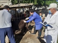 Төрт түлікке егу жұмыстары жүргізілуде