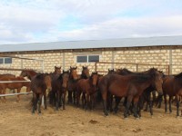 Кәсібін ашуға мемлекеттен қолдау тапты