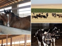 Ордабасыда асыл тұқымды мал көбеюде