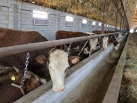 Түркістан облысында «Сыбағамен» кәсібін бастағандар көбейіп келеді