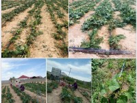 Созақта тамшылатып суарумен кәсібін көркейткен диқандар көбейіп келеді