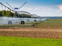 Түркістан облысының ауыл шаруашылығында 6 инвестициялық жоба жүзеге асырылуда