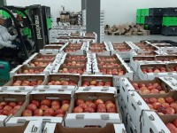 Түркістан облысының бағбандары биыл алма жинау рекорд жаңартады