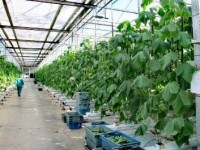 Ордабасыда ауыл шарашылығы өнімдері 24 млрд теңгеден асты