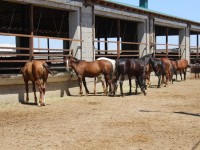 Ордабасы ауданында төрт түлік жарты миллионнан асты